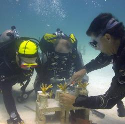 Image 2 - Marine scientist Lad Akins demonstrates how to clean the disk around the coral in the nursery before the disk with the coral attached is removed to be transplanted on a reef in the wild.